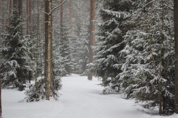 Прогулки на квадроциклах