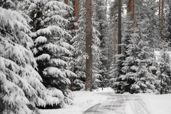 ПРОГУЛКИ НА КВАДРОЦИКЛАХ